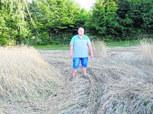 Jan Ogił pokazuje miejsce, gdzie „rajdowiec” robi nawroty i tratuje jego uprawę z żytem