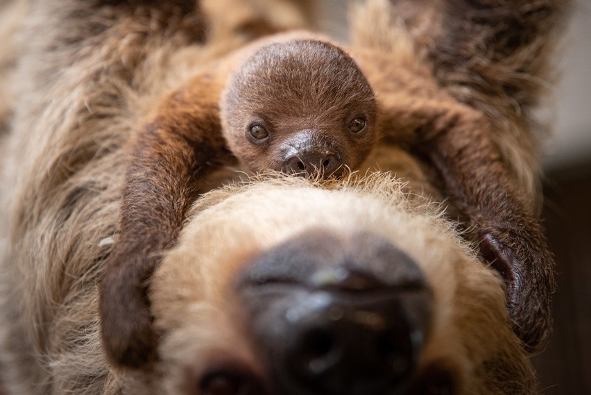 Młody leniwiec we Wrocławiu mieszka w małpiarni