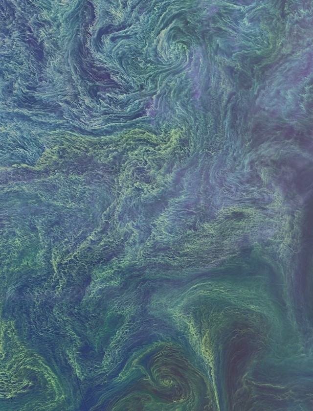 Zakwit sinic w Bałtyku, zdjęcie wykonane za pomocą instrumentu OLI satelity Landsat 8. Credits.