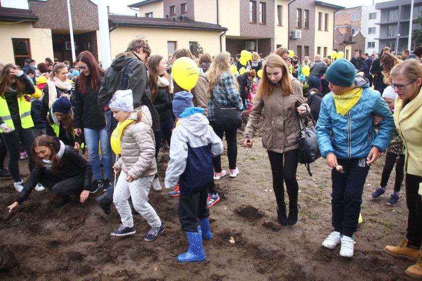 W Żorach zasadzili prawie 1000 żonkili, tworząc "Pole Nadziei" przy hospicjum