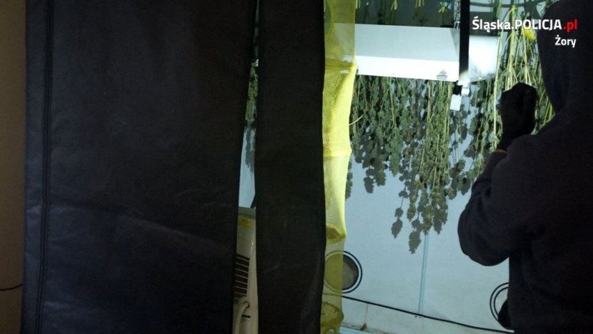 Rybnik: Policja zlikwidowała ogromną plantację marihuany ZDJĘCIA