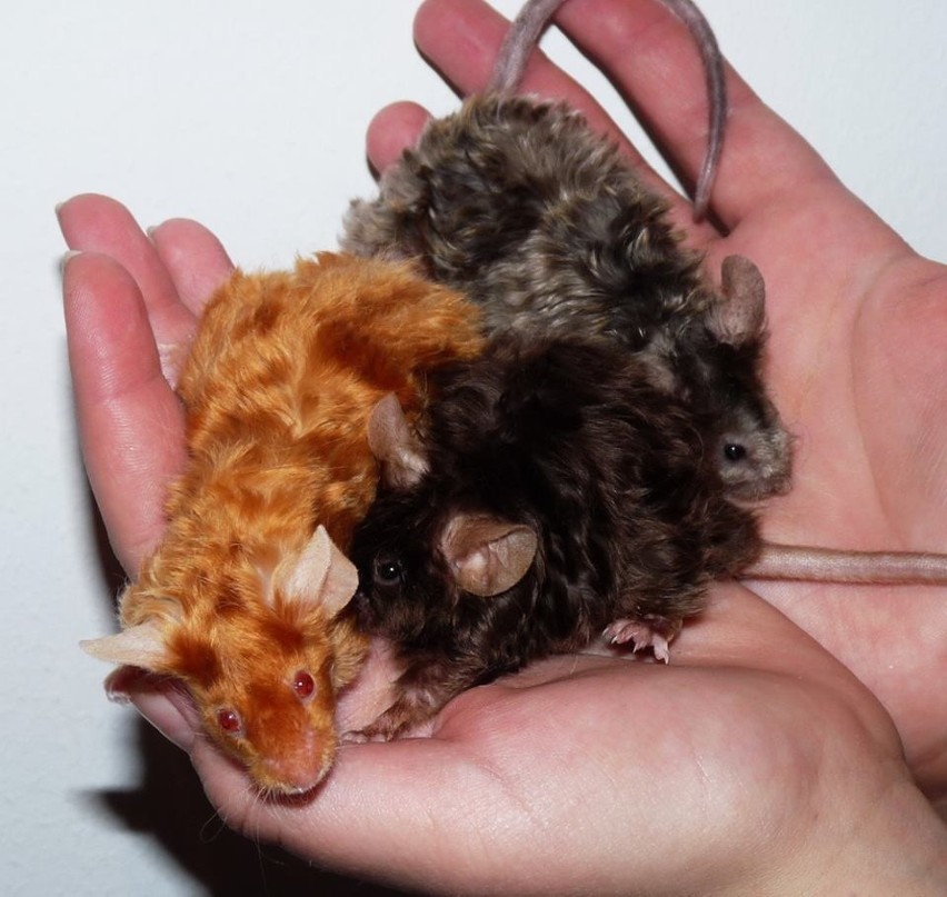 Najmniejsze myszy na wystawie ważą około 34-40 g, a...
