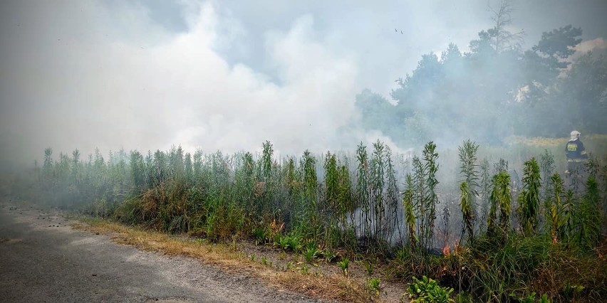 Strażacy walczyli z pożarami poszycia leśnego i nieużytków. Przyczyną jednego pożaru uderzenie pioruna? (ZDJĘCIA) 