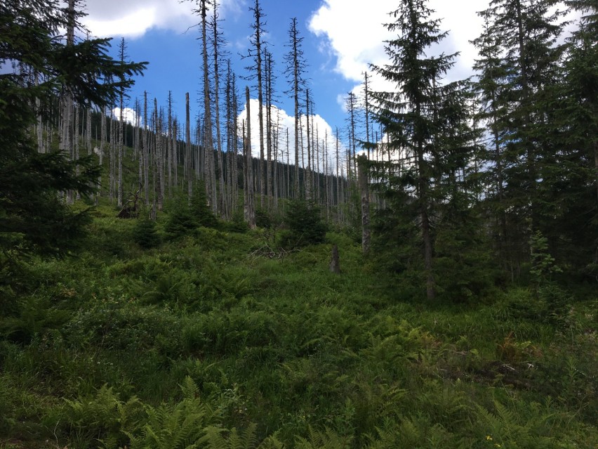 Tatry. Turystów na górskich szlakach jest sporo, ale tłumów (na szczęście) nie spotkamy