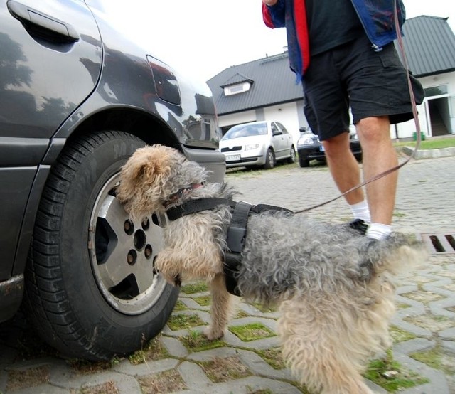 Policjanci z pomocą psa przeszukali samochód, czy przypadkiem gdzieś w schowkach nie ukryto narkotyków.