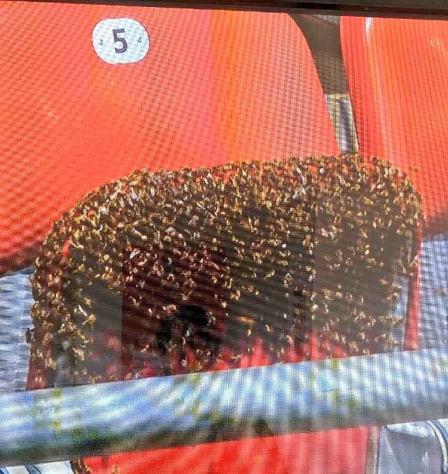 Rój pszczół "zaatakował" krzesełko