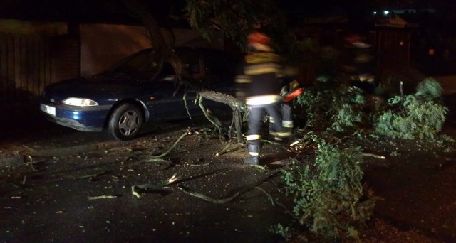 Drzewo spadło na samochód przy ul. Kościuszki w Bydgoszczy
