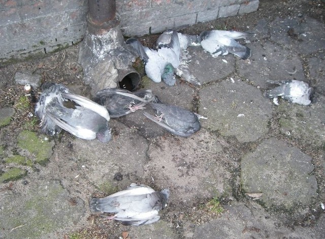 Martwe gołębie, które leżały na podwórku przy ul. Niemcewicza 5.
