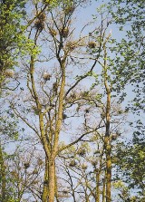 Turystyczny Atlas Lasów Opolszczyzy. Nadleśnictwo Brzeg, Obręb Karłowice