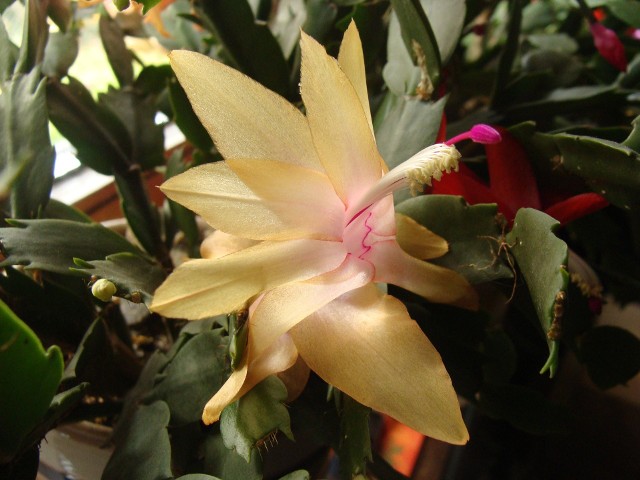 Grudniki mają kwiaty w różnych kolorach, jak biały, czerwony, żółty, różowy czy fioletowy. Zależy to od odmiany.
