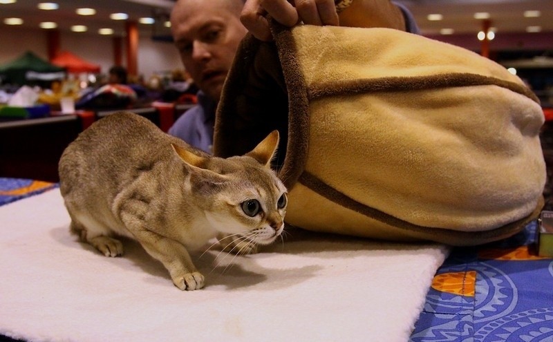 Wystawa kotów w łódzkiej hali Expo