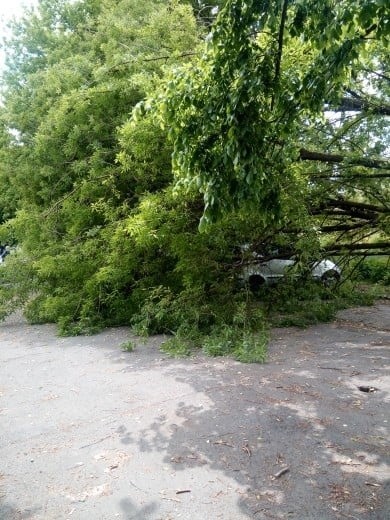 Kraków. Powalone drzewo zniszczyło samochody przy ul. Zwycięstwa