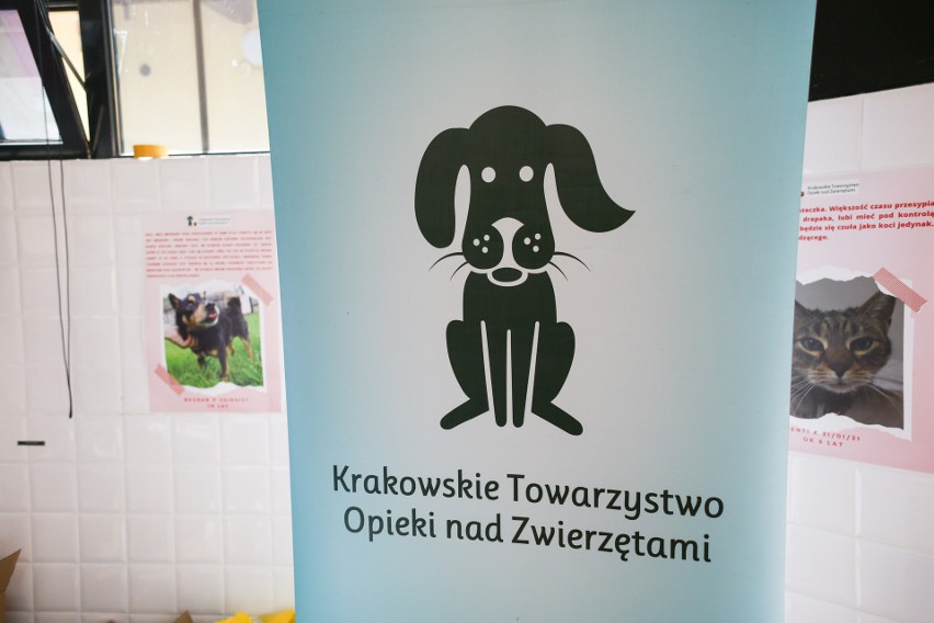 Kraków dla zwierzaków. Weź udział w kiermaszu na pl. Nowym i wesprzyj schronisko