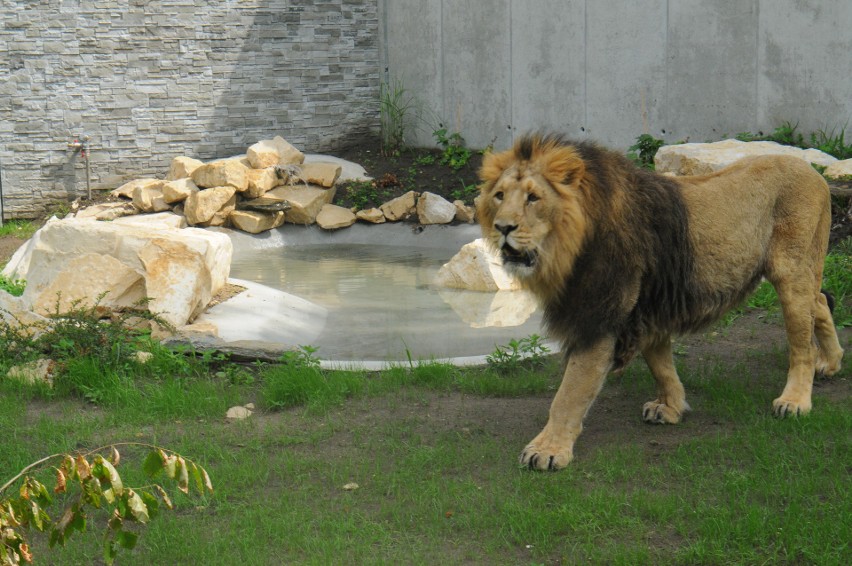 Zoo w Krakowie. Jaguary i lwy mają swój pawilon [ZDJĘCIA]