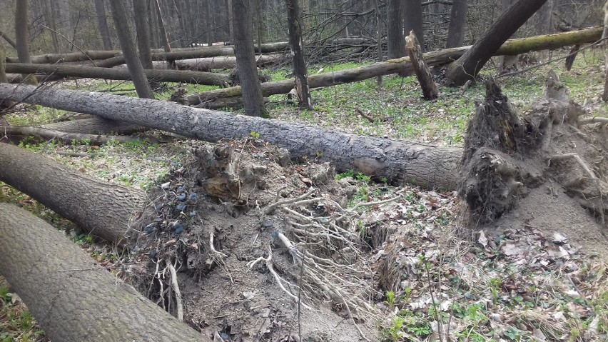 Rezerwat leśny "Przeciszów" pełen jest połamanych drzew i...