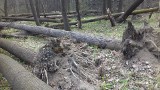 Przeciszów - Las. Rezerwat przyrody wygląda po wichurze jak wielkie cmentarzysko drzew