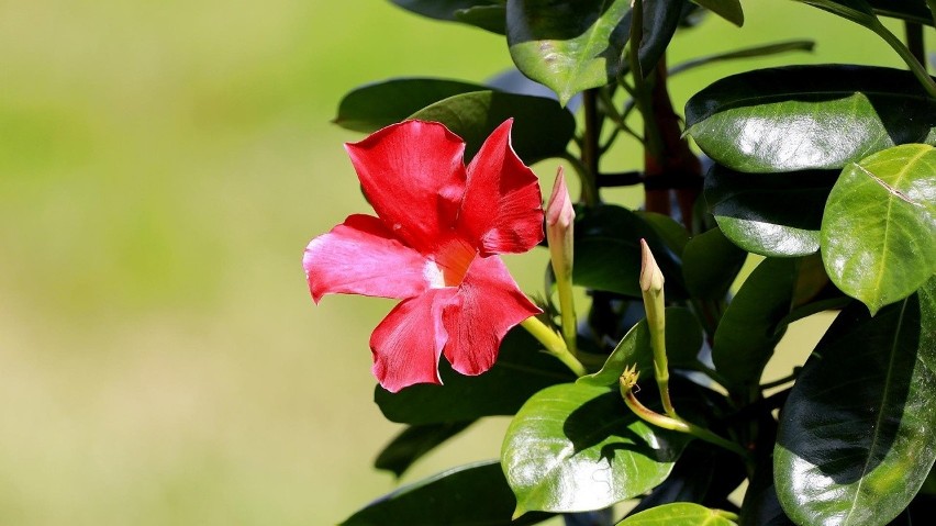 Sundawille miewają kwiaty w różnych kolorach.