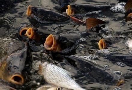 Trwa odławianie ryb na święta. Tegoroczne karpie ze świętokrzyskich stawów będą mniejsze niż przed rokiem i droższe