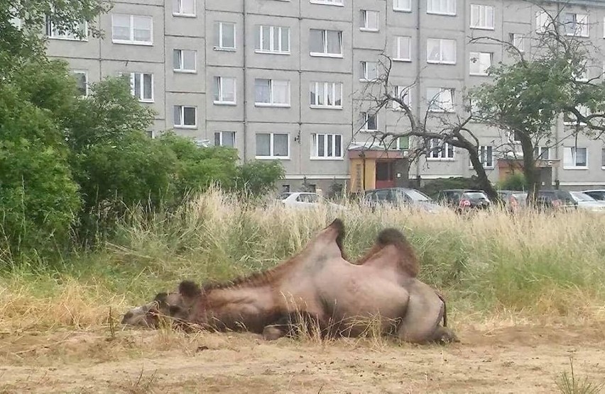 Stargard. "Wychudzone cyrkowe zwierzęta" podjadały trawę na os. Pyrzyckim. Wybierz cyrk bez zwierząt - namawiają działacze Inicjatywy BASTA!