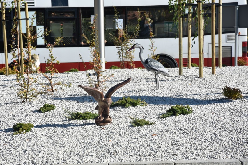Starachowice: Ornitologiczne Zielone Rondo Celsium na ulicy Radomskiej. To będzie wizytówka miasta
