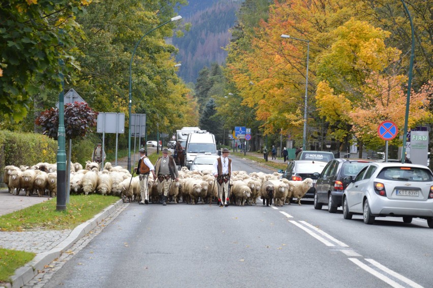 Taki widok tylko w Zakopanem: środkiem ulicy wędruje stado owiec