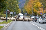 Taki widok tylko w Zakopanem: środkiem ulicy wędruje stado owiec