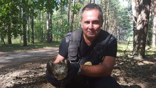 Ranny jastrząb został odwieziony przez strażników miejskich do kliniki dla zwierząt. 