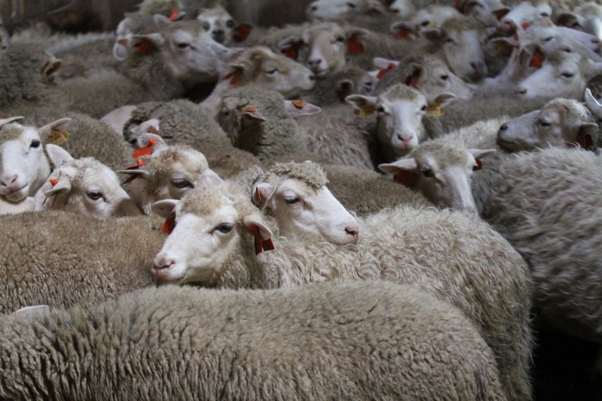 Owce wracają na świętokrzyskie pastwiska, jagnięcina trafia na stoły... restauracji   (zdjęcia)