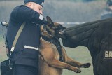 Huk petard, wystrzały, samochód - psów policyjnych nic nie zatrzyma. Oto, co potrafią