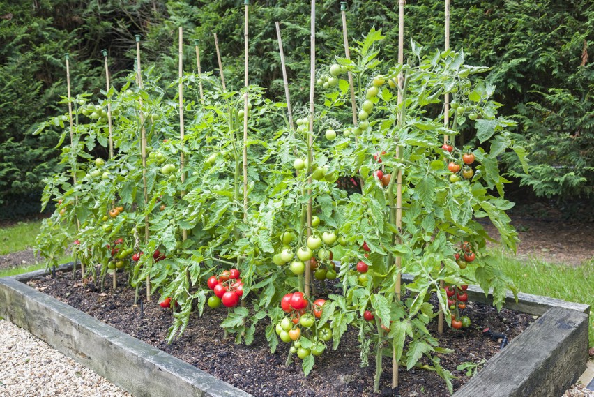 Miejsce uprawy pomidorów w ogrodzie należy dobrze...
