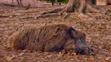 Przypadki afrykańskiego pomoru świń na Podlasiu. Przybywa padłych i odstrzelonych dzików