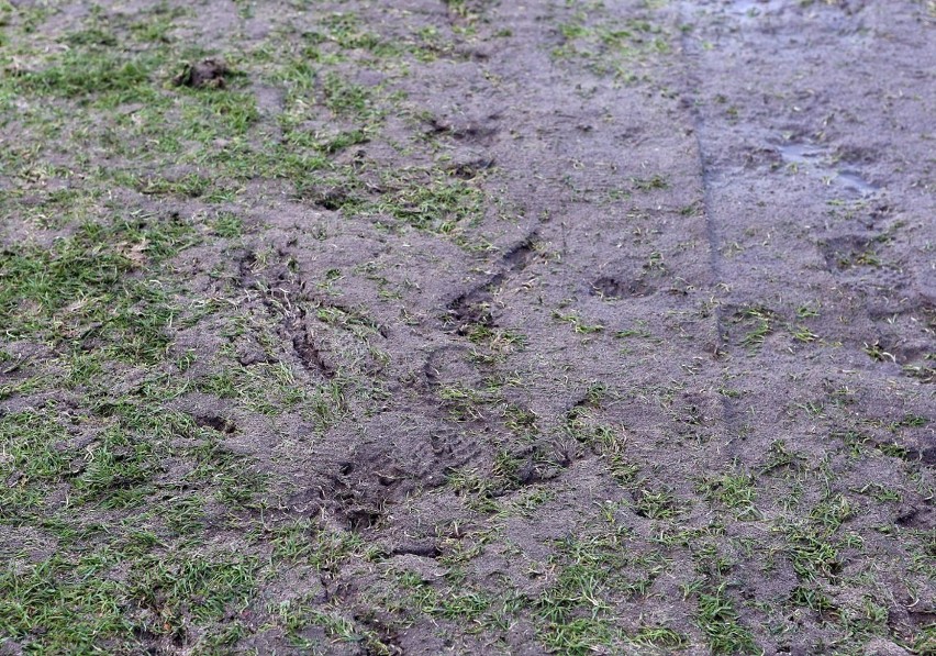 Prace kosmetyczne na murawie stadionu Pogoni Szczecin.