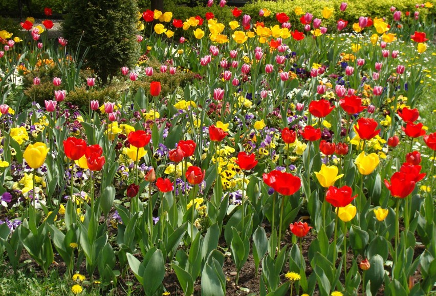 W kwietniu rozkwita mnóstwo kwiatów. Wiele zależy od pogody,...