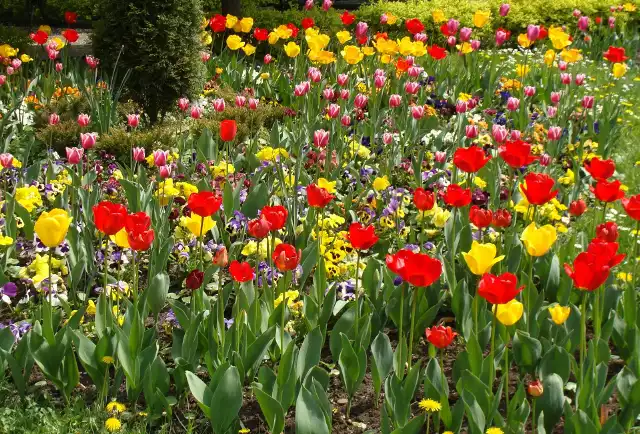 W kwietniu rozkwita mnóstwo kwiatów. Wiele zależy od pogody, ale ten w tym roku zapowiada się wspaniale.