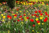 Jakie kwiaty kwitną w kwietniu? Zobacz, czym zachwyca ten miesiąc. Polecamy najpiękniejsze kwietniowe kwiaty 