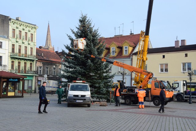 Na inowrocławskim Rynku pojawiła się choinka. To drzewko, które rosło na prywatnej posesji przy ulicy Kraszewskiego i zostało przekazane na rzecz miasta przez właściciela działki.- Sygnały mieszkańców, którzy zgłaszają potrzebę wycięcia drzew na terenie Inowrocławia są analizowane przez urzędników. W ten sposób od lat miasto wybiera drzewka, które później stają się świątecznymi choinkami i zdobią Inowrocław - tłumaczy Adriana Herrmann, rzecznik prasowy prezydenta Inowrocławia.Tak samo zostaną pozyskane iglaki, które w najbliższym czasie staną w kolejnych trzech lokalizacjach: przy ul. Wojska Polskiego, Łokietka i w Mątwach.Oświetlenie choinki zostanie włączone 6 grudnia, w trakcie zabawy mikołajkowej na Rynku.