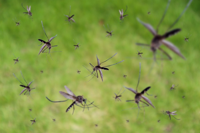 Komary, mrówki, osy, żmije. Co robić, gdy nas ukąszą lub użądlą. Domowe sposoby, leki z apteki. Poradnik