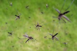 Komary, mrówki, osy, żmije. Co robić, gdy nas ukąszą lub użądlą. Domowe sposoby, leki z apteki. Poradnik