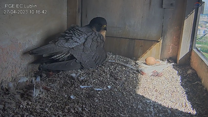 Wrotka jako troskliwa mama opiekuje się maluchami, a ty wymyśl imiona dla lubelskich sokołów