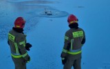 Łabędzie przymarzły do lodu na zalewie w Jędrzejowie. Z pomocą ruszyli strażacy