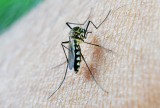 Przywożą malarię z wakacji w tropikach