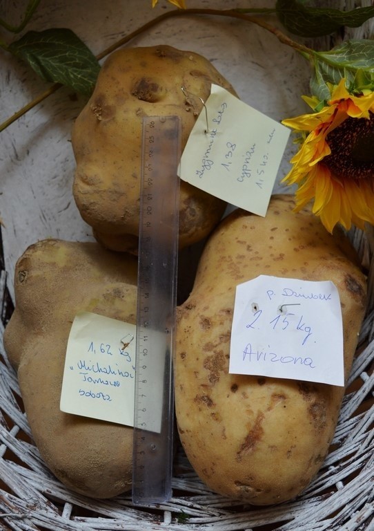 Tegoroczny ziemniak rekordzista ma 2,15 kg!