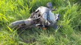 Wypadek w Sosnówce. Ranny został motocyklista [ZDJĘCIA]