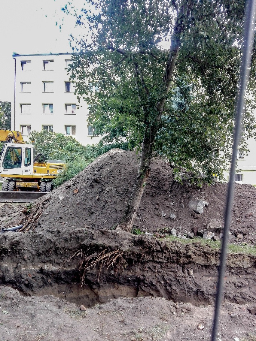 Podczas prac ziemnych korzenie drzew powinny znajdować się...