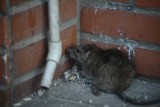 Szczury opanowały opolskie osiedla. To już plaga