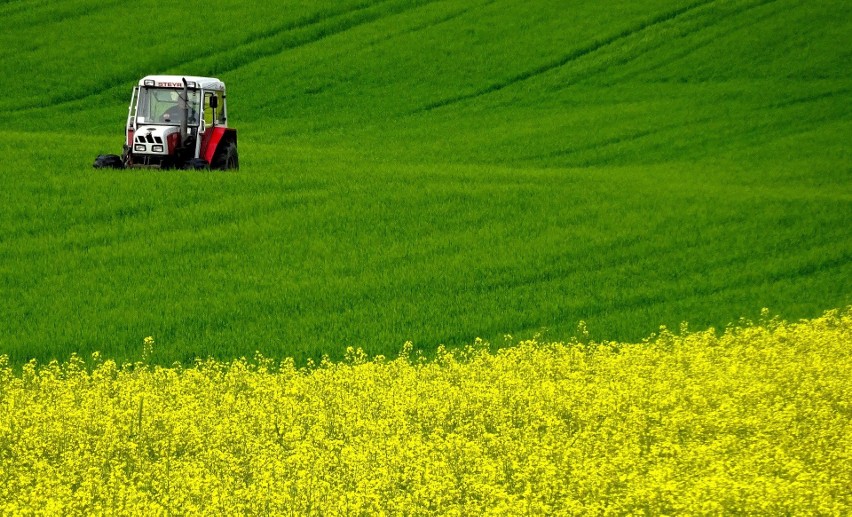 Co uprawia polski rolnik? Powierzchnia poszczególnych upraw w kraju