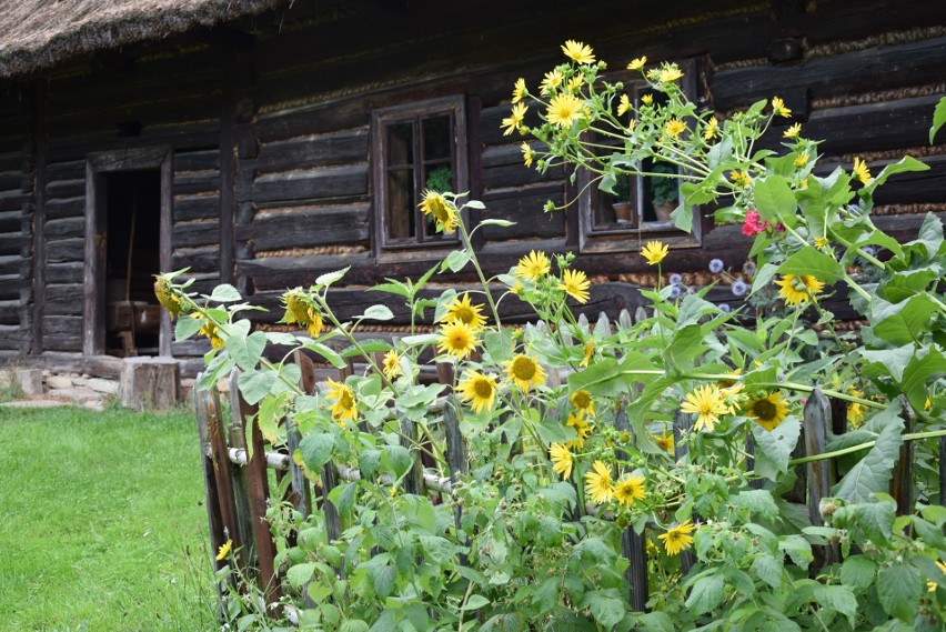 Szymbark. XV Panorama Kultur. W skansenie głośno gra muzyka, jest mnóstwo ludzi, są stoiska z rękodziełem, gospodynie częstują pysznościami