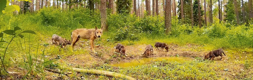 Jedno z unikatowych ujęć: młode wilki przeglądają się w...