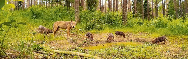 Jedno z unikatowych ujęć: młode wilki przeglądają się w kałuży, usiłując odgadnąć, kto jest w odbiciu