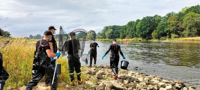 "Od piątku do niedzieli z Neru wyłowiono w sumie około 250 kg śniętych ryb. Służby uczestniczące w oczyszczaniu koryta rzeki Ner nie stwierdziły zanieczyszczeń oraz obecności nowych śniętych ryb. Jednocześnie w wodzie obserwowane były żywe pływające osobniki" - napisano w komunikacie Łódzkiego Urzędu Wojewódzkiego.